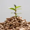 Plant Stimulant